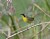 (Not) Common Yellowthroat