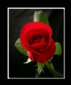 Picture Title - Just a Rose...