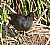 Common Moorhen