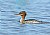 Female Red Breasted Merganser