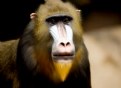 Picture Title - Portrait of a Mandrill