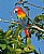 Scarlet Macaw