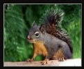 Picture Title - Mr. Squirrel