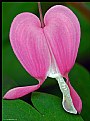 Picture Title - Bleeding Heart