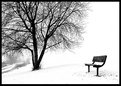 Picture Title - WInter in the Park