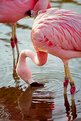 Picture Title - Flamingo