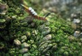 Picture Title - Frollicking Caterpillar