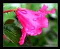 Picture Title - Rhody in the Rain