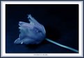 Picture Title - tulip blue