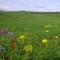 Picture Title - Sicilian spring