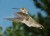 Anna's Hummingbird Lil' Red