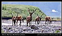 Picture Title - Arctic Refuge: Migrating Caribou