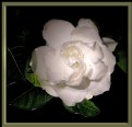 Picture Title - Lady Gardenia