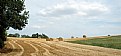 Picture Title - burgundy fields