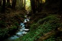 Picture Title - Upper Henry Creek Solitude