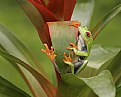 Picture Title - Little Green FRog