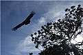 Picture Title - California Condor in Zion