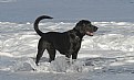 Picture Title - Black Dog on Beach