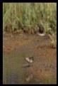 Picture Title - Plover