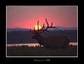 Picture Title - Sunrise Elk