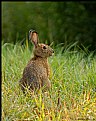 Picture Title - Fundy Bunny