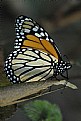 Picture Title - monarch