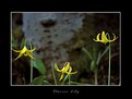 Picture Title - Glacier Lily