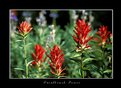 Picture Title - Paintbrush Power