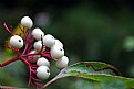 Picture Title - White Berries