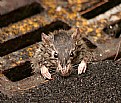 Picture Title - Rats' Life