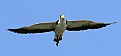 Picture Title - Masked Lapwing - A plover to most Aussies resubmit