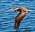 Brown Pelican