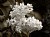 White Lilacs 2