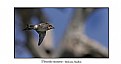 Picture Title - Welcome Swallow