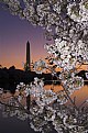 Picture Title - Cherry Blossom Sunrise, Washington DC, USA