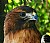 Red-Tailed Hawk