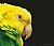 Parrot