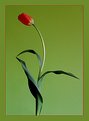 Picture Title - Dancing Tulip