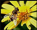 Picture Title - Honey Bee