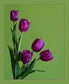 Picture Title - Tulips