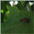 Picture Title - Bug Baby Larva Lady