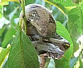 Picture Title - Red-Tail Boa