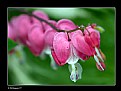 Picture Title - Bleeding Hearts