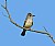 Ash-Throated Flycatcher