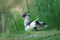 Picture Title - Muscovy