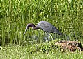 Picture Title - Little Blue Heron