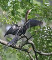 Picture Title - Anhanga - A wrong title of Cormorant was previously given