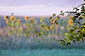 Picture Title - Sunflowers