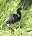 Picture Title - Little Blue Heron