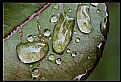 Picture Title - Leaf's drops